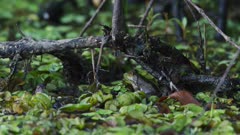 American Bullfrog in Habitat