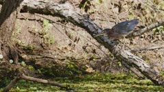 Green Heron Licks Beak, Balances on Log to Scan Shallows Below