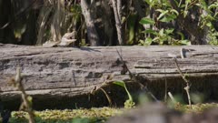 Alligator Hatchling Climbs On To Log To Join Sibling