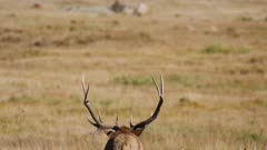 Elk Antler Detail Shot From Behind