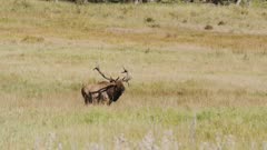 Bull Elk Patrols Windy Meadow Slow Motion