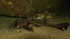 Port Jackson Shark resting under ledge