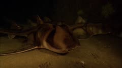 Port Jackson Shark resting under ledge