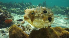 Bridled burrfish deflating in a coral reef with starfish, Caribbean sea, Panama