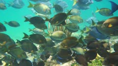 Shoal of fish (surgeonfish and doctorfish) in a coral reef pecking algae on the seabed in the Caribbean sea