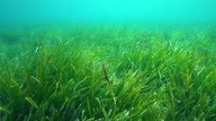 Moving above Posidonia oceanica seagrass underwater in the Mediterranean sea, France