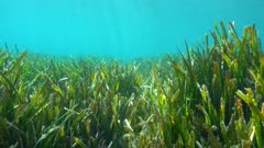 Seagrass Posidonia oceanica on the seabed underwater in the Mediterranean sea, Alpes Maritimes, France