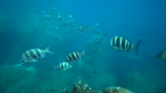 Mediterranean sea underwater, school of seabream fish with scuba divers in background, static scene, Pyrenees-Orientales, Occitanie, France