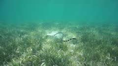 Sea snake underwater, banded sea krait, Laticauda colubrina, hunting over seabed with seagrass, south Pacific ocean, New Caledonia