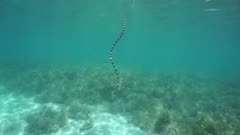 Sea snake banded sea krait underwater goes to the surface from a shallow seabed to breathe, south Pacific ocean, New Caledonia