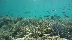 Thriving coral garden underwater with shoal of fish damselfish over staghorn corals , south Pacific ocean, New Caledonia
