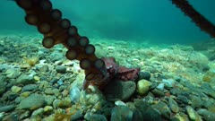 Octopus touches camera with its arm and suckers underwater on the seabed in the Mediterranean sea, Spain, Costa Brava