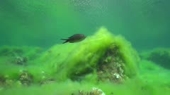Shallow seabed covered by filamentous algae in the Mediterranean sea, underwater scene, Catalonia, Costa Brava, Cap de Creus, Spain