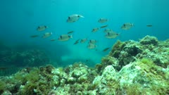 Fishes underwater in the Mediterranean sea (ornate wrasse and common two-banded sea bream), La Isleta del Moro, Cabo de Gata-Nijar natural park, Almeria, Andalusia, Spain