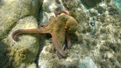Octopus moves underwater in the Mediterranean sea, Spain, Costa Brava