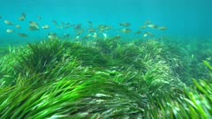 Mediterranean sea underwater meadow of seagrass (Posidonia oceanica) with a shoal of fish (Sarpa salpa), Cabo de Gata-Nijar natural park, Almeria, Andalusia, Spain