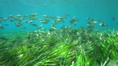 A shoal of fish (dreamfish Sarpa salpa) with seagrass (neptune grass Posidonia oceanica) underwater in the Mediterranean sea, Cabo de Gata-Nijar natural park, Almeria, Andalusia, Spain