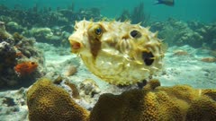 Bridled burrfish deflating in a coral reef with starfish, Caribbean sea, Panama