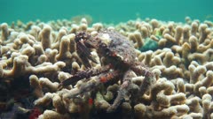 Sea life, close up video of a channel clinging crab underwater, Caribbean sea