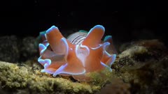 Hydatina physis Rose Shell Sea Snail sea slug Lembeh Strait 25fps 4k