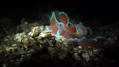 Hydatina physis Rose Shell Sea Snail sea slug Bubble Shell Lembeh Strait 25fps 4k