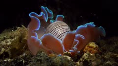 Hydatina physis Rose Shell Sea Snail sea slug Bubble Shell Lembeh Strait 25fps 4k