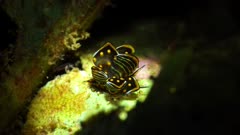 Cyerce sp Nudibranch butterfly nudibranch Manado