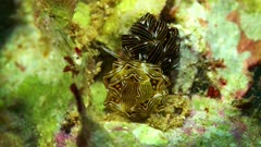 Cyerce sp Nudibranch butterfly nudibranch Manado