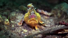 Anglerfish prickly South Australia Frogfish 25fps 4k