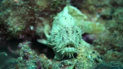 White Spotted Anglerfish South Australia Frogfish 25fps 4k