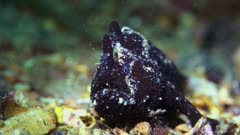 Smooth White Spotted Anglerfish South Australia Frogfish 25fps 4k