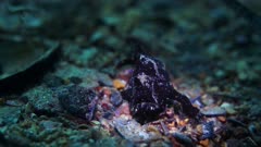 Smooth White Spotted Anglerfish South Australia Frogfish 25fps 4k
