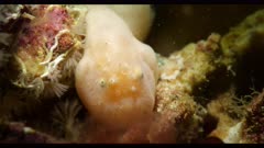 Rodless Anglerfish South Australia Cryptic Frogfish 25fps 4k