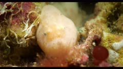 Rodless Anglerfish South Australia Cryptic Frogfish 25fps 4k