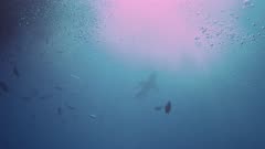 Great White Shark Neptune Islands South Australia slow motion 4k
