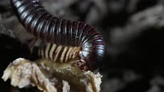 Thyropygus millipede eating fungi at night