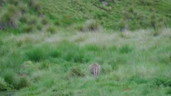 Kangaroo hops over creek