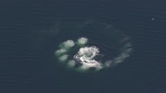 ZatzWorks Cineflex aerials of Humpback whales bubblenet feeding and traveling in Southeast Alaska
