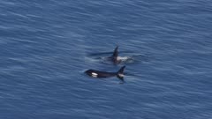 Aerial Coastal Alaska Above Killer Whales,Orcas,one with small calf