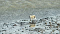 5k aerial ZatzWorks footage of a Gray Wolf running along a river in Alaska