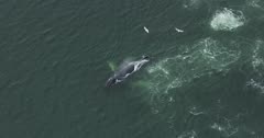 6k UHD aerials of humpback whales swimming during bubble net feeding cycle 