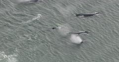 6k aerial UHD footage of Humpback whales swimming and breaching during bubble net cycles 