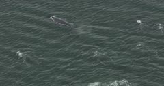 6k aerial UHD footage of Humpback whales swimming and breaching during bubble net cycles 