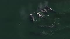 8k aerial UHD footage of Humpback whales swimming during bubble net cycles 