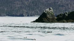 Kittiwake gulls flying and nesting near a rocky island in Alaska; Common Murres swim in Kachemak Bay