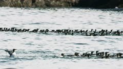 Large flock of Common Murres swimming in Kachemak Bay, Alaska