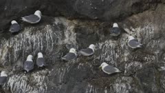 Kittiwake Gulls resting on rocks in Kachemak Bay, Alaska