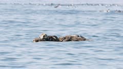 Sea Otters with pups and Common Murres in the background in Kachemak Bay, Alaska; shot with stabilized gimbal