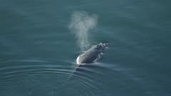 6k UHD aerial of humpback whale swimming in clear Alaska water