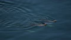 6k UHD aerials of Stellar Sea lions swimming in clear Alaska waters